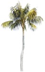 Tree cocos nucifera  (4909) - miniature