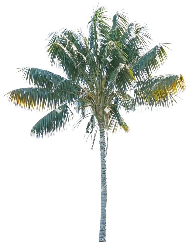 Cut out tree cocos nucifera cut out vegetation (4967)