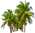 Tree cocos nucifera  (5423) - miniature