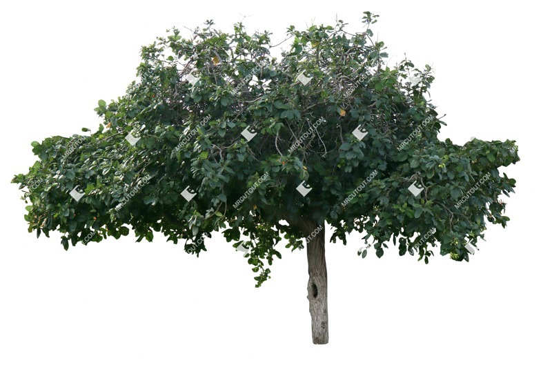 Png tree cordia dodecandra cut out vegetation (18827)