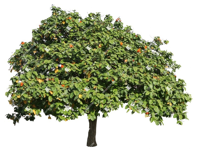 Cut out tree cordia sebestena cut out plants (18759)