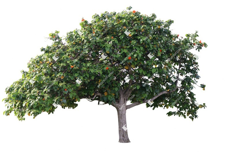 Cutout tree cordia sebestena cut out vegetation (18705)