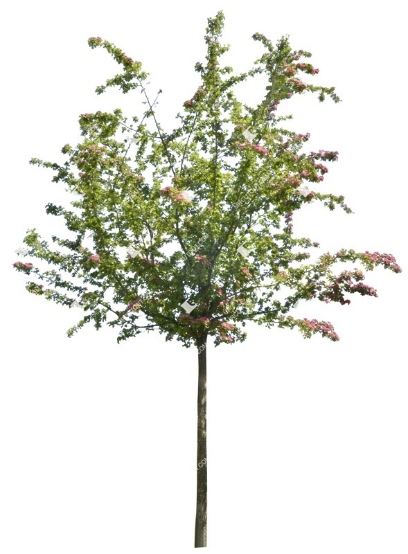 Cutout tree ctataegus media pauls scarlet png vegetation (2055)