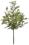Tree ctataegus media pauls scarlet  (2054) - miniature