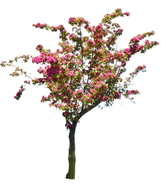 Png tree ctataegus media pauls scarlet png vegetation (1071)