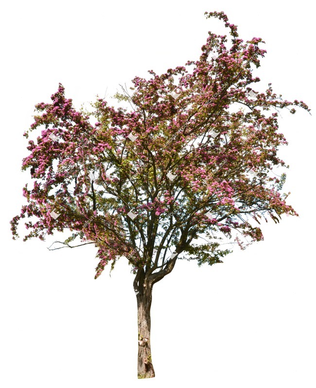 Cutout tree ctataegus media pauls scarlet plant cutouts (1620)