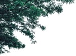 Png tree delonix regia cut out vegetation (5571) - miniature