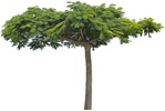 Cutout tree delonix regia plant cutouts (4469) - miniature