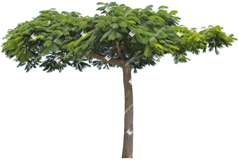 Cutout tree delonix regia plant cutouts (4615)