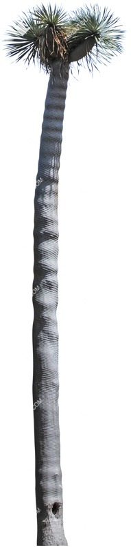 Cut out tree dracaena draco cut out plants (4713)