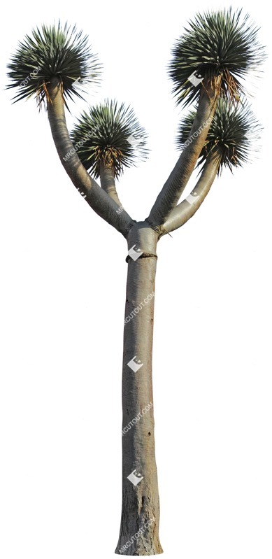 Cut out tree dracaena draco png vegetation (4656)