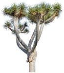 Cut out tree dracaena draco vegetation png (3881) - miniature