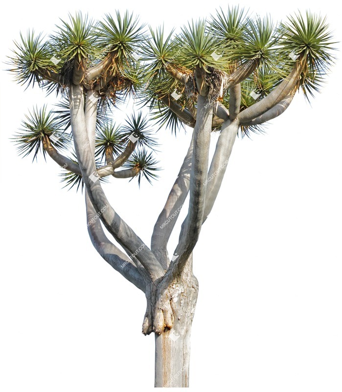 Cut out tree dracaena draco vegetation png (3881)