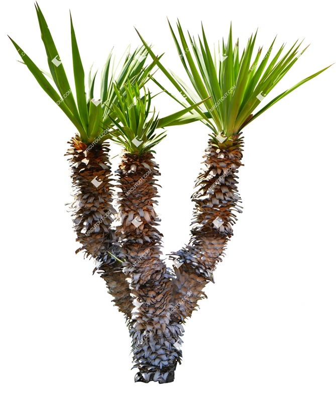 Cutout tree dracaena marginata plant cutouts (14038)