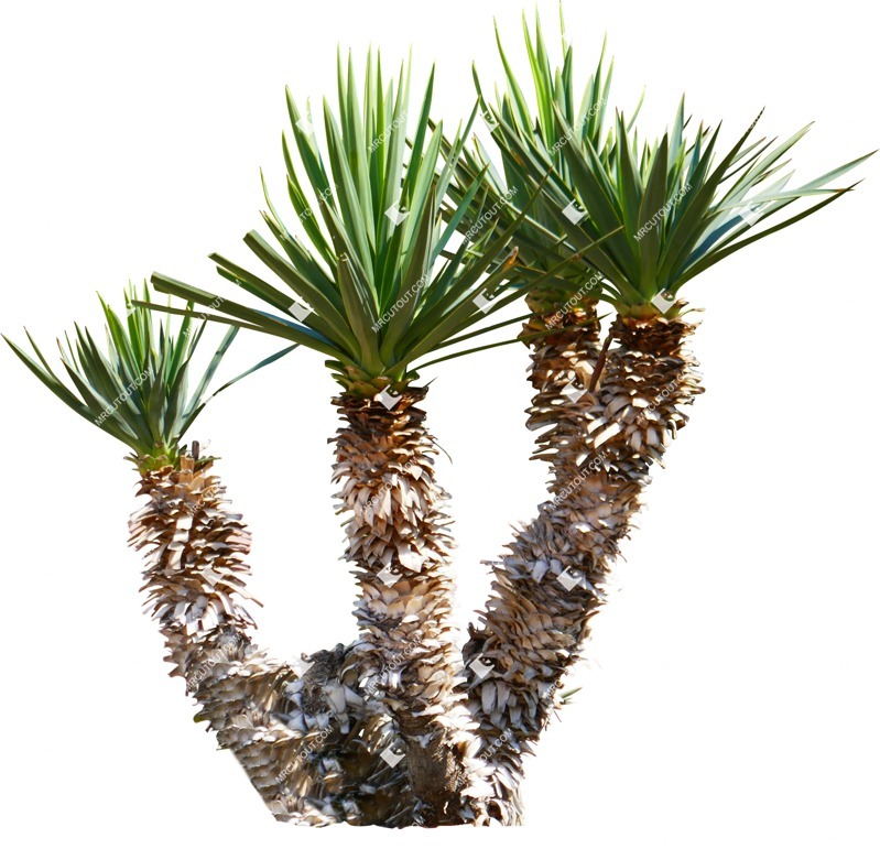 Cut out tree dracaena marginata plant cutouts (14263)