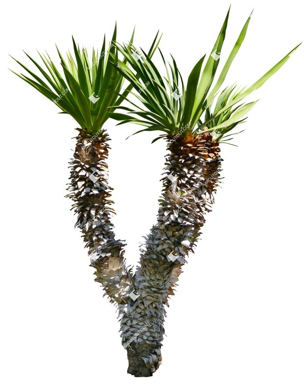 Png tree dracaena marginata png vegetation (15513)