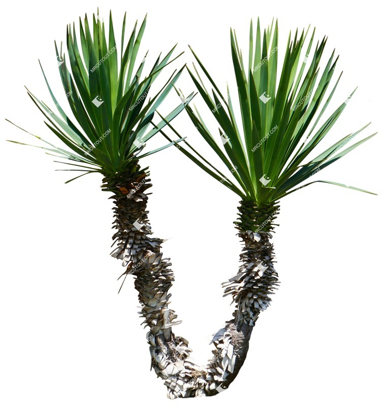 Cut out tree dracaena marginata png vegetation (15142)