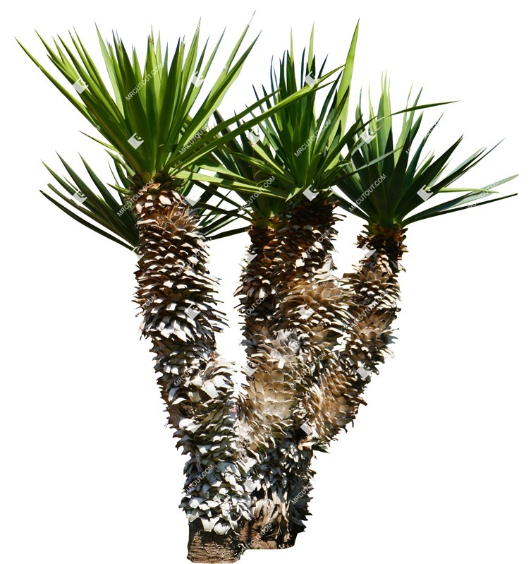Cutout tree dracaena marginata png vegetation (15515)