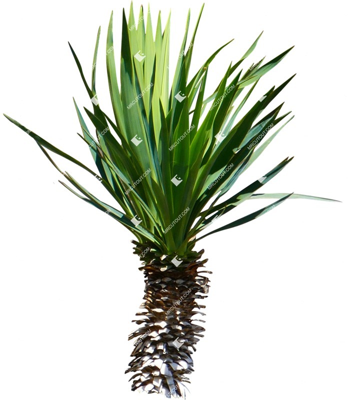 Png tree dracaena marginata png vegetation (15624)