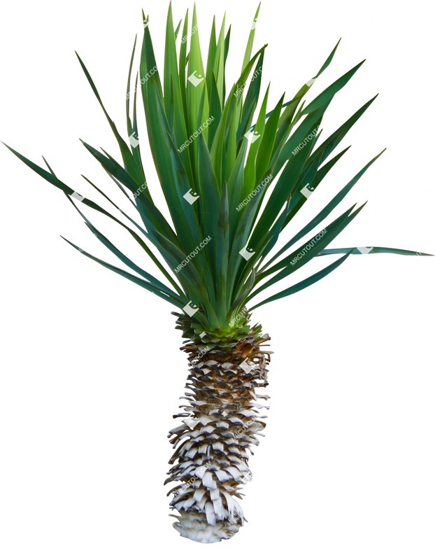 Cut out tree dracaena marginata png vegetation (15804) Cut out tree dracaena marginata png vegetation (15804)