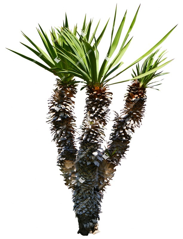 Cutout tree dracaena marginata png vegetation (15699)