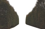 Cut out Tree Fagus Sylvatica 0001 | MrCutout.com - miniature