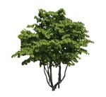 Cut out Tree Fagus Sylvatica 0002 | MrCutout.com - miniature