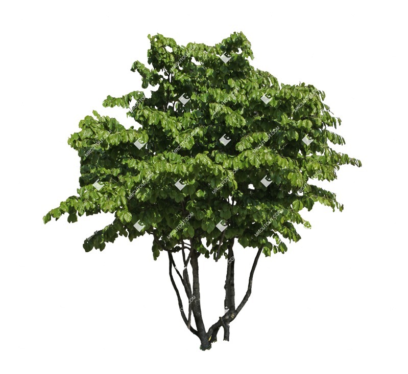 Cut out tree fagus sylvatica png vegetation (7038)