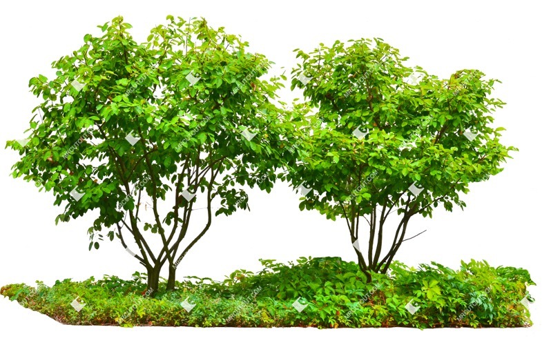Png tree fagus sylvatica plant cutouts (8086)