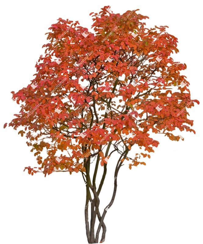 Png tree fagus sylvatica cut out vegetation (9279)