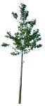 Tree ficus benjamina  (995) - miniature