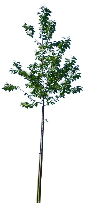 Cut out tree ficus benjamina vegetation png (995)