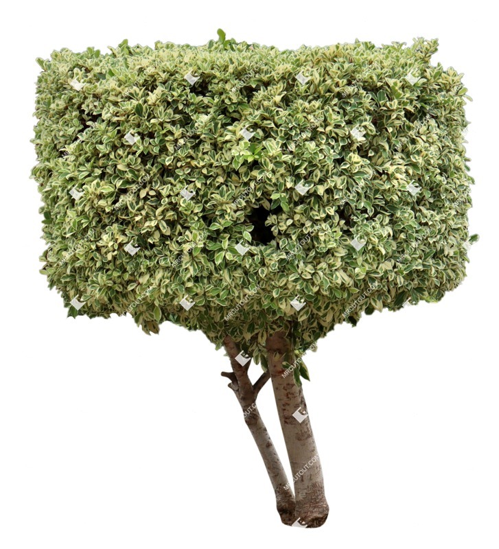 Cutout tree ficus benjamina plant cutouts (16458)