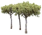 Png tree ficus benjamina plant cutouts (17580) | MrCutout.com - miniature