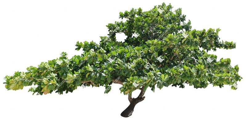 Cut out tree ficus lyrata plant cutouts (16625)