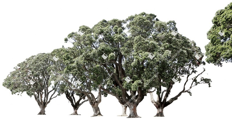 Cut out tree ficus microcarpa plant cutouts (5542)