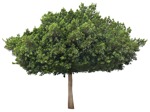 Png tree ficus microcarpa plant cutouts (17574) | MrCutout.com - miniature