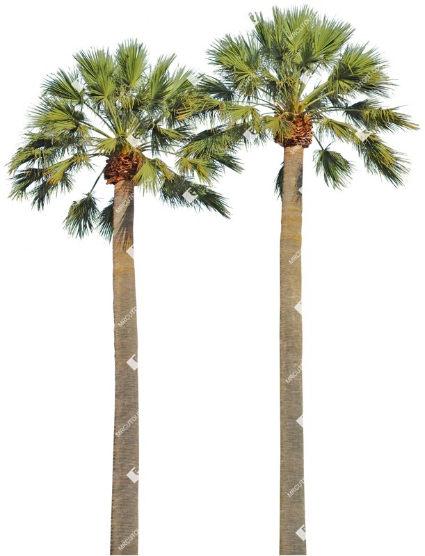 Cutout tree hyphaene coriacea png vegetation (4732)