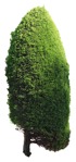 Cut out tree juniperus communis hibernica plant cutouts (17572) | MrCutout.com - miniature