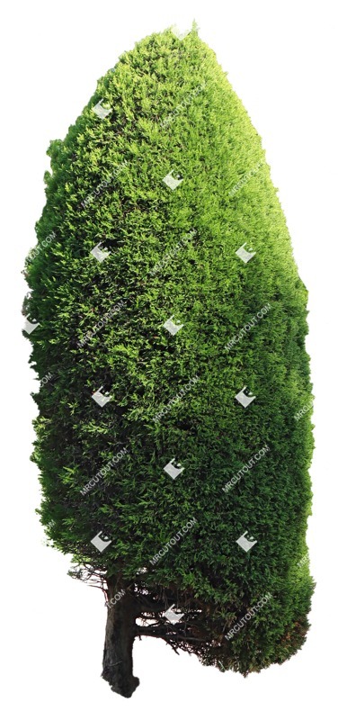 Cut out tree juniperus communis hibernica plant cutouts (16623)