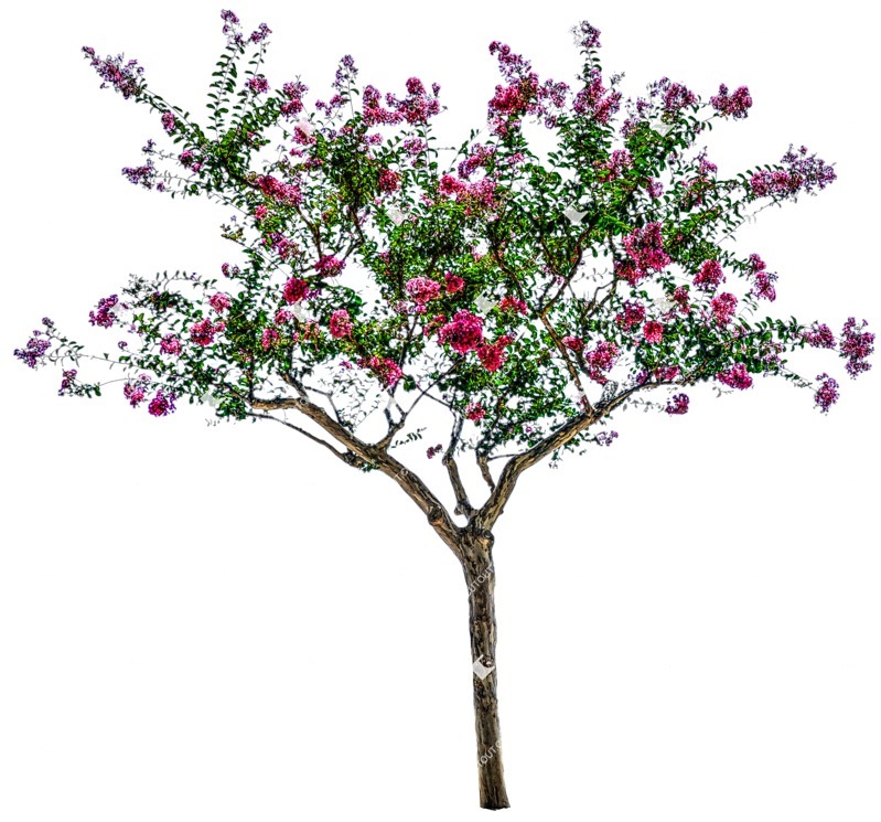 Cut out tree lagerstroemia indica plant cutouts (4509)