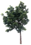 Tree listea glutinosa  (14470) - miniature
