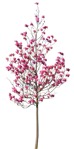 Tree magnolia  (12398) - miniature