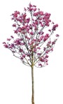 Tree magnolia  (12397) - miniature
