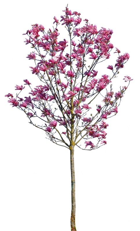 Png tree magnolia png vegetation (12397)