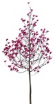 Cut out tree magnolia png vegetation (12396) - miniature