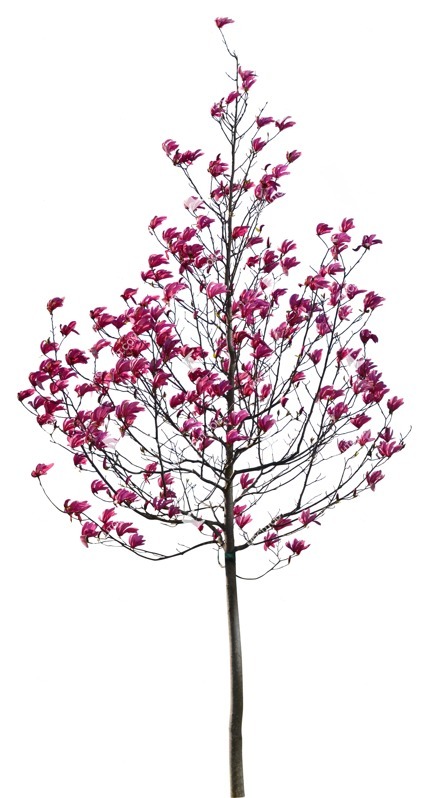 Cut out tree magnolia png vegetation (12396)