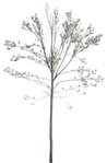 Cutout tree magnolia png vegetation (13466) - miniature