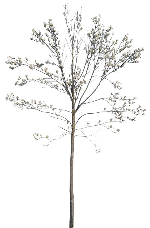 Cutout tree magnolia png vegetation (13466)