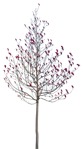 Tree magnolia  (12603) - miniature